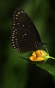 Preview wallpaper euploea, butterfly, flower, macro