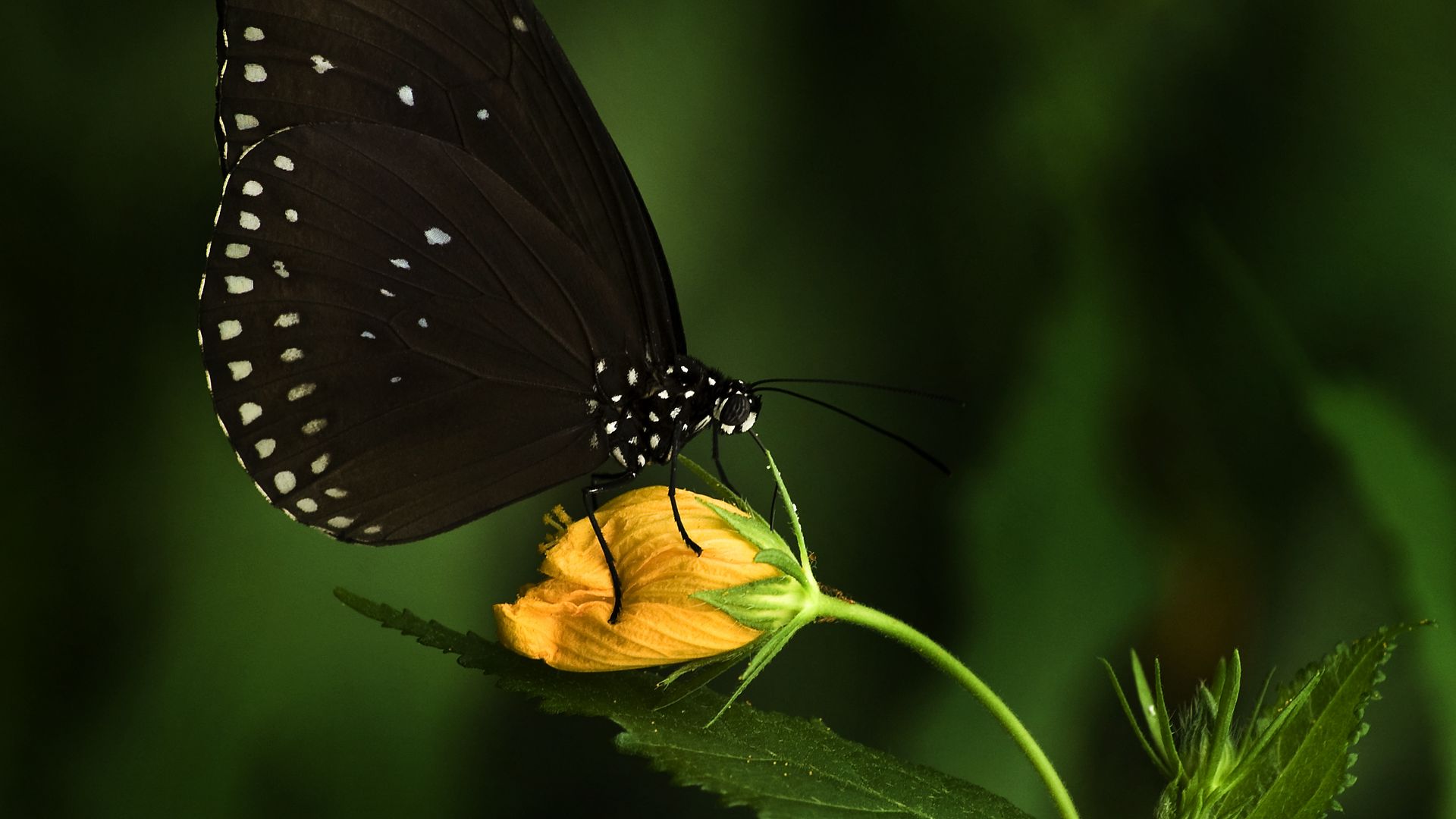 Download 1920x1080 euploea, <b>butterfly</b>, flower, macro wallpaper, background ...