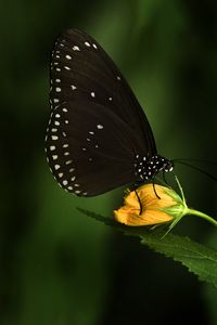 Preview wallpaper euploea, butterfly, flower, macro