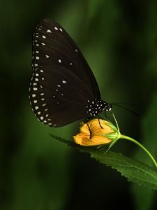 Preview wallpaper euploea, butterfly, flower, macro