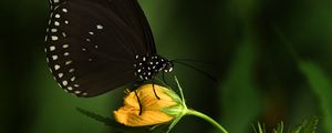 Preview wallpaper euploea, butterfly, flower, macro