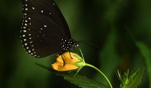 Preview wallpaper euploea, butterfly, flower, macro