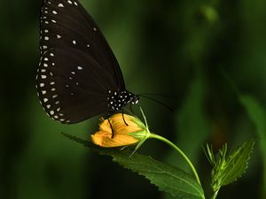 Preview wallpaper euploea, butterfly, flower, macro