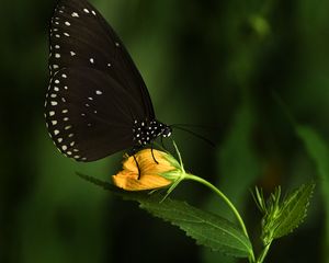 Preview wallpaper euploea, butterfly, flower, macro