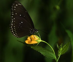 Preview wallpaper euploea, butterfly, flower, macro