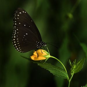 Preview wallpaper euploea, butterfly, flower, macro