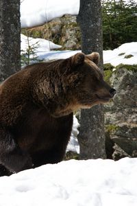 Preview wallpaper eurasian bear, bear, winter, snow, trees