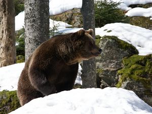 Preview wallpaper eurasian bear, bear, winter, snow, trees