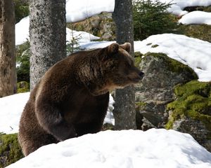 Preview wallpaper eurasian bear, bear, winter, snow, trees