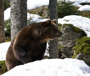 Preview wallpaper eurasian bear, bear, winter, snow, trees