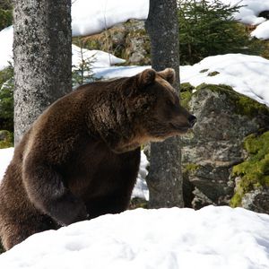 Preview wallpaper eurasian bear, bear, winter, snow, trees