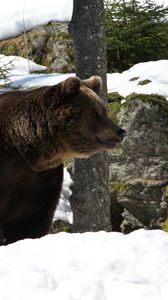 Preview wallpaper eurasian, bear, snow, grass, moss, winter