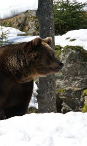 Preview wallpaper eurasian, bear, snow, grass, moss, winter