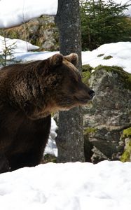 Preview wallpaper eurasian, bear, snow, grass, moss, winter