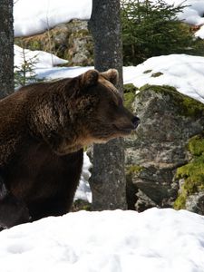 Preview wallpaper eurasian, bear, snow, grass, moss, winter