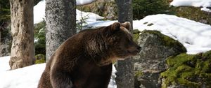 Preview wallpaper eurasian, bear, snow, grass, moss, winter