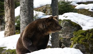 Preview wallpaper eurasian, bear, snow, grass, moss, winter