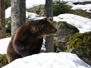 Preview wallpaper eurasian, bear, snow, grass, moss, winter