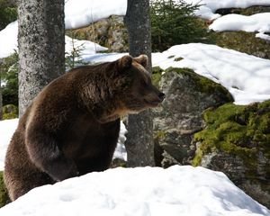 Preview wallpaper eurasian, bear, snow, grass, moss, winter