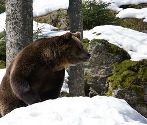 Preview wallpaper eurasian, bear, snow, grass, moss, winter