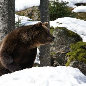 Preview wallpaper eurasian, bear, snow, grass, moss, winter