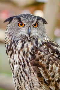 Preview wallpaper eurasian eagle owl, eagle owl, bird, predator