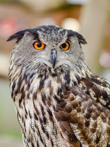 Preview wallpaper eurasian eagle owl, eagle owl, bird, predator