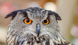 Preview wallpaper eurasian eagle owl, eagle owl, bird, predator