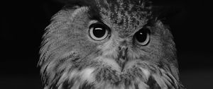 Preview wallpaper eurasian eagle owl, owl, bird, bw