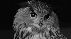 Preview wallpaper eurasian eagle owl, owl, bird, bw
