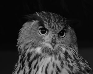 Preview wallpaper eurasian eagle owl, owl, bird, bw