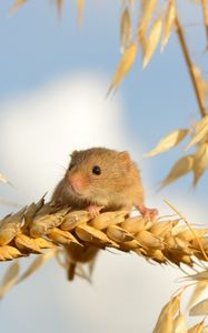 Preview wallpaper eurasian harvest mouse, mouse, ears of corn