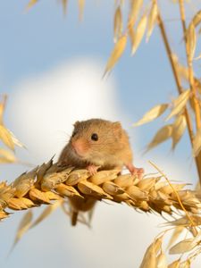 Preview wallpaper eurasian harvest mouse, mouse, ears of corn