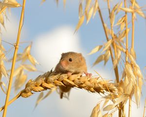 Preview wallpaper eurasian harvest mouse, mouse, ears of corn