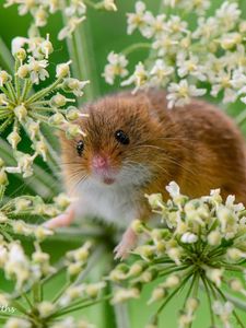 Preview wallpaper eurasian harvest mouse, mouse, grass, plant, rodent