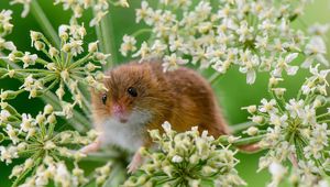 Preview wallpaper eurasian harvest mouse, mouse, grass, plant, rodent