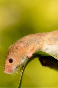 Preview wallpaper eurasian harvest mouse, mouse, rodent, sheet