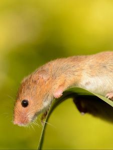 Preview wallpaper eurasian harvest mouse, mouse, rodent, sheet