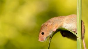 Preview wallpaper eurasian harvest mouse, mouse, rodent, sheet
