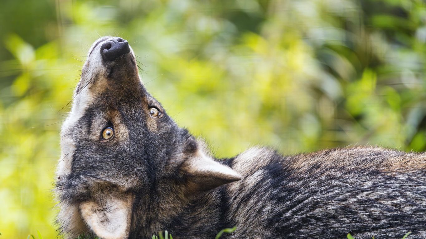 Download wallpaper 1366x768 eurasian wolf, wolf, pose, predator, animal ...