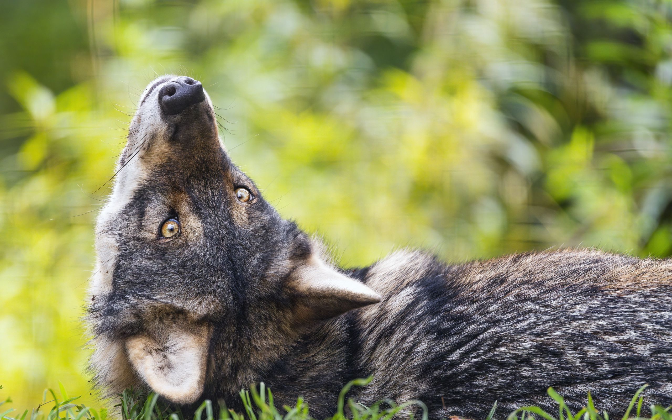 Download wallpaper 2560x1600 eurasian wolf, wolf, pose, predator ...