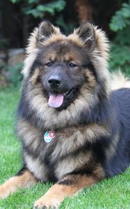 Preview wallpaper eurasier, eurasian dog, dog, lies