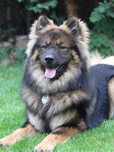 Preview wallpaper eurasier, eurasian dog, dog, lies