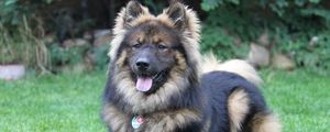 Preview wallpaper eurasier, eurasian dog, dog, lies