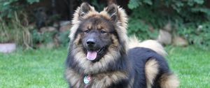 Preview wallpaper eurasier, eurasian dog, dog, lies