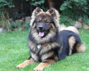 Preview wallpaper eurasier, eurasian dog, dog, lies