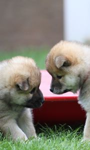 Preview wallpaper eurasier, puppies, dogs, playful