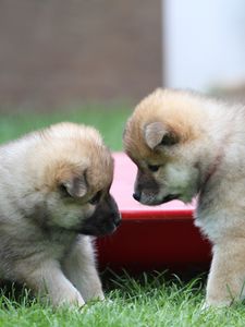 Preview wallpaper eurasier, puppies, dogs, playful