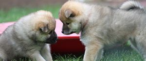 Preview wallpaper eurasier, puppies, dogs, playful