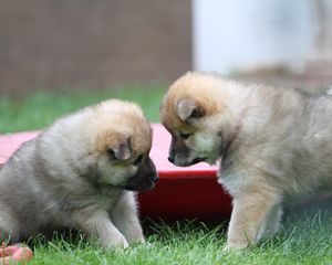 Preview wallpaper eurasier, puppies, dogs, playful